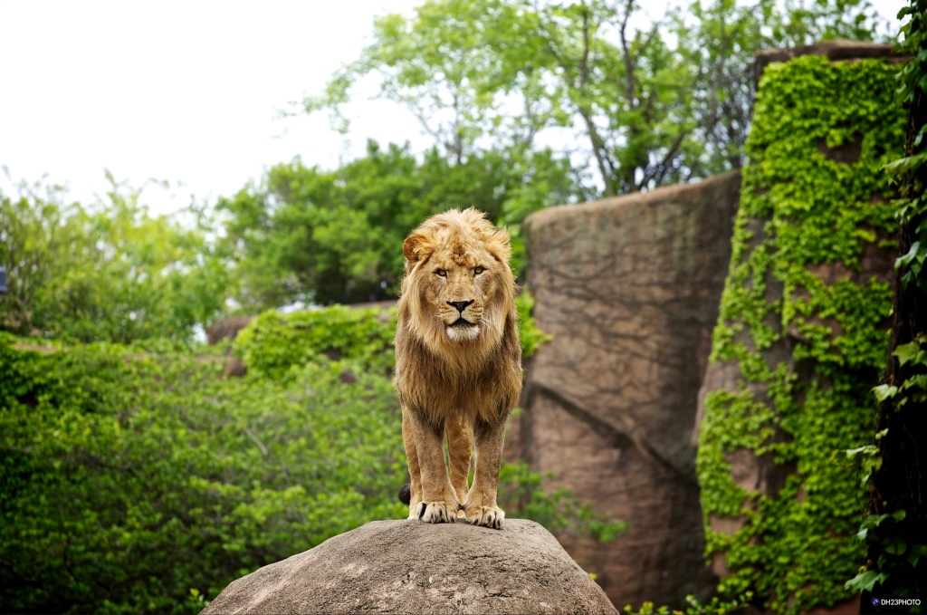 A lion standing on a rock in a lush green environment, with trees and foliage in the background.
