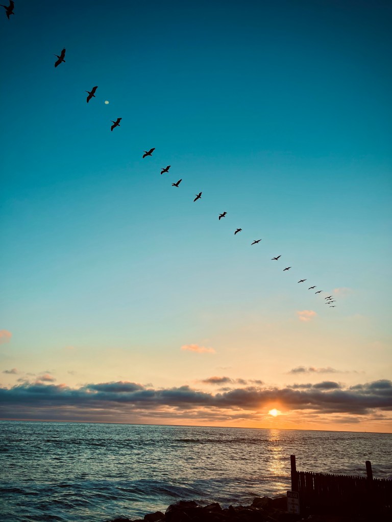 Silhouette of birds flying in formation across a colorful sunset over the ocean.